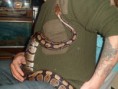 /album/totor-le-python/sam-0966-jpg/