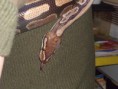 /album/totor-le-python/sam-0984-jpg/