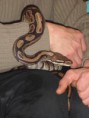 /album/totor-le-python/sam-0989-jpg/