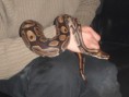 /album/totor-le-python/sam-0990-jpg/