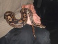 /album/totor-le-python/sam-0991-jpg/