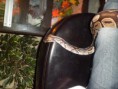 /album/totor-le-python/sam-1013-jpg/