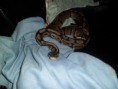 /album/totor-le-python/sam-1018-jpg/