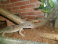 /album/nos-geckos/sam-1068-jpg/