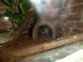 /album/nos-geckos/sam-1070-jpg/