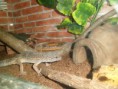 /album/nos-geckos/sam-1071-jpg/