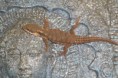 /album/scinque-crocodile/sam-1104-jpg/