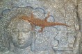 /album/scinque-crocodile/sam-1105-jpg/