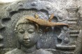 /album/scinque-crocodile/sam-1106-jpg/