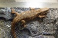 /album/scinque-crocodile/sam-1107-jpg/