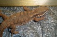 /album/scinque-crocodile/sam-1108-jpg/