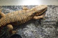 /album/scinque-crocodile/sam-1109-jpg/