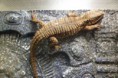 /album/scinque-crocodile/sam-1110-jpg/