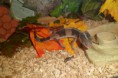 /album/nos-geckos/sam-1117-jpg/
