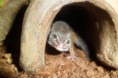 /album/nos-geckos/sam-1118-jpg/