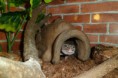 /album/nos-geckos/sam-1119-jpg/