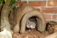 /album/nos-geckos/sam-1120-jpg/