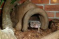 /album/nos-geckos/sam-1121-jpg/