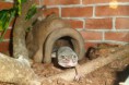 /album/nos-geckos/sam-1122-jpg/