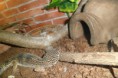 /album/nos-geckos/sam-1123-jpg/