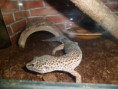 /album/nos-geckos/sam-1046-jpg/