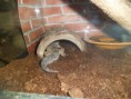 /album/nos-geckos/sam-1047-jpg/