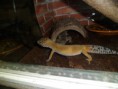 /album/nos-geckos/sam-1048-jpg/