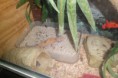 /album/nos-geckos/sam-1171-jpg/