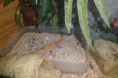 /album/nos-geckos/sam-1172-jpg/