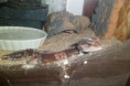 /album/nos-geckos/sam-1173-jpg/