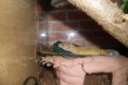 /album/nos-geckos/sam-1175-jpg/