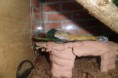 /album/nos-geckos/sam-1178-jpg/