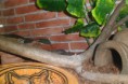 /album/nos-geckos/sam-1177-jpg/