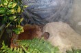 /album/nos-geckos/sam-1179-jpg/