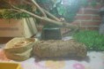 /album/nos-geckos/sam-1181-jpg/