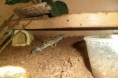 /album/nos-geckos/sam-1186-jpg/