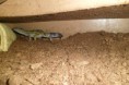 /album/nos-geckos/sam-1187-jpg/