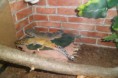 /album/nos-geckos/sam-1188-jpg/