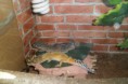/album/nos-geckos/sam-1189-jpg/