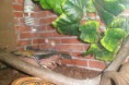 /album/nos-geckos/sam-1190-jpg/