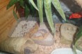 /album/nos-geckos/sam-1191-jpg/