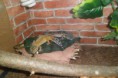 /album/nos-geckos/sam-1192-jpg/