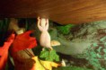 /album/nos-geckos/sam-1204-jpg/