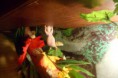 /album/nos-geckos/sam-1205-jpg/