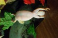 /album/nos-geckos/sam-1206-jpg/